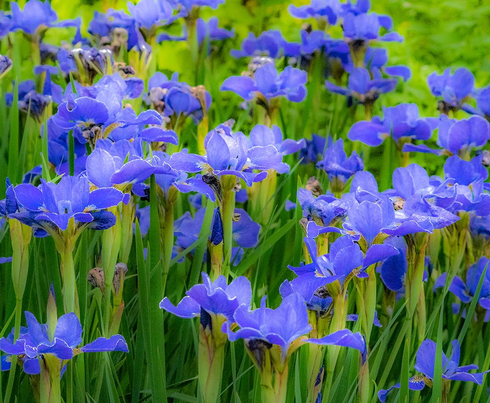 USA-Washington State-Pacific Northwest-Bellevue and the Bellevue Botanical Gardens springtime